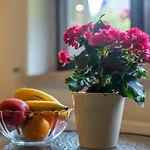 Ewa Apartman